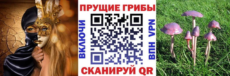 купить наркоту Коломна Псилоцибиновые грибы мицелий