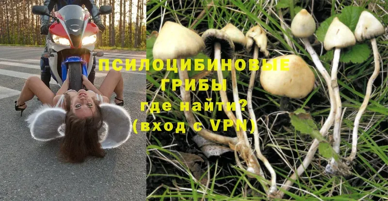 Галлюциногенные грибы MAGIC MUSHROOMS  Коломна 